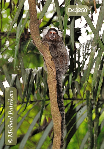 Common Marmoset (Callithrix jacchus)
